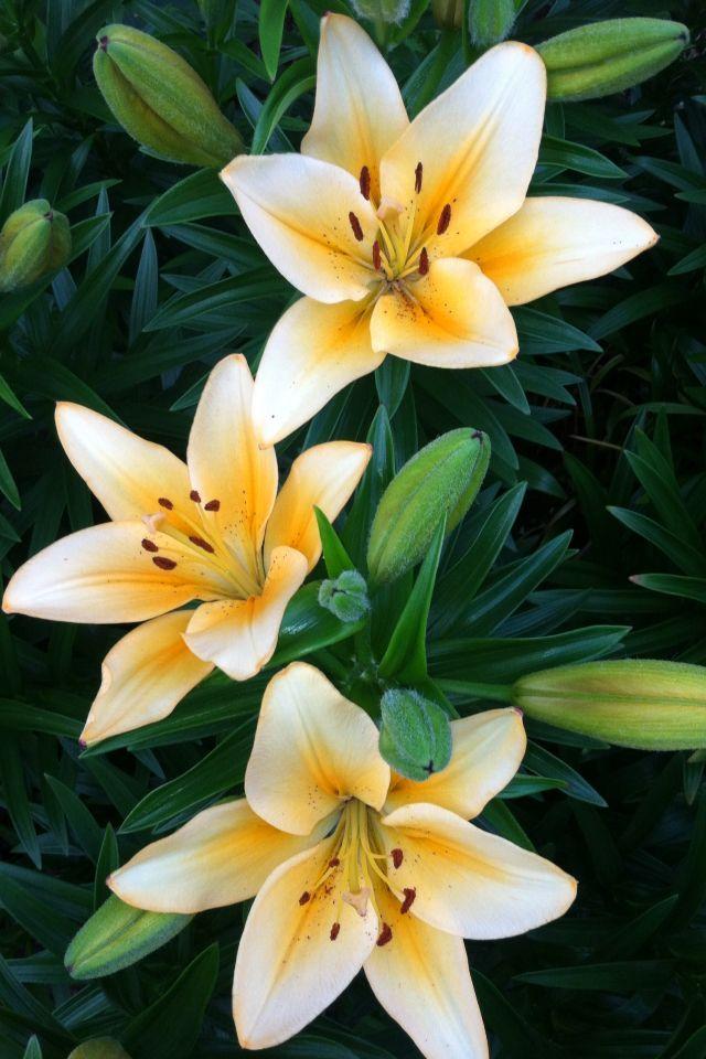 Stardust Symphony Elegant Flora
